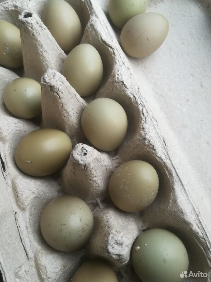 Яйцо фазанов для инкубации купить на Зозу.ру - фотография № 3