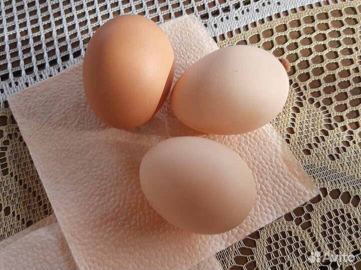 Продам инкубационное яйцо от хохлатых домашних кур купить на Зозу.ру - фотография № 2