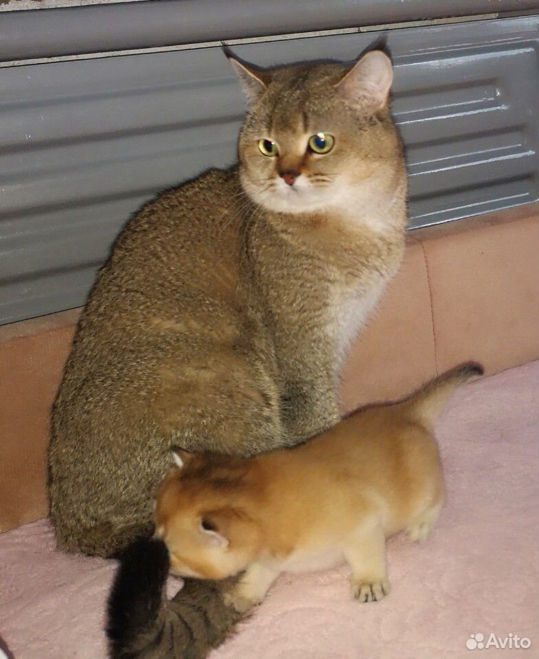 Вязка с золотым котиком купить на Зозу.ру - фотография № 1