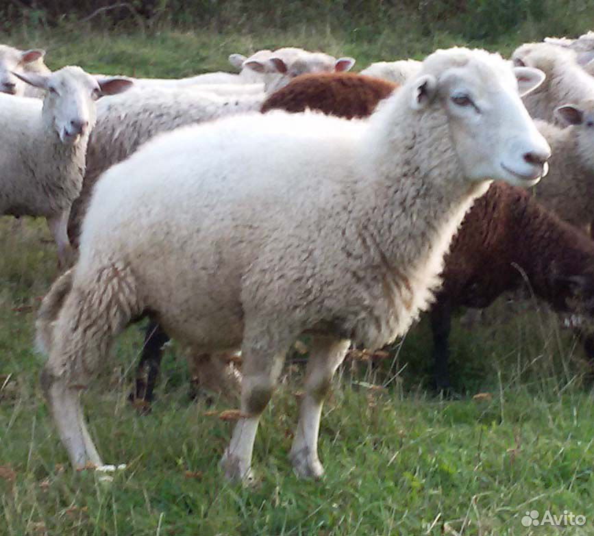 Овцы на племя купить на Зозу.ру - фотография № 5