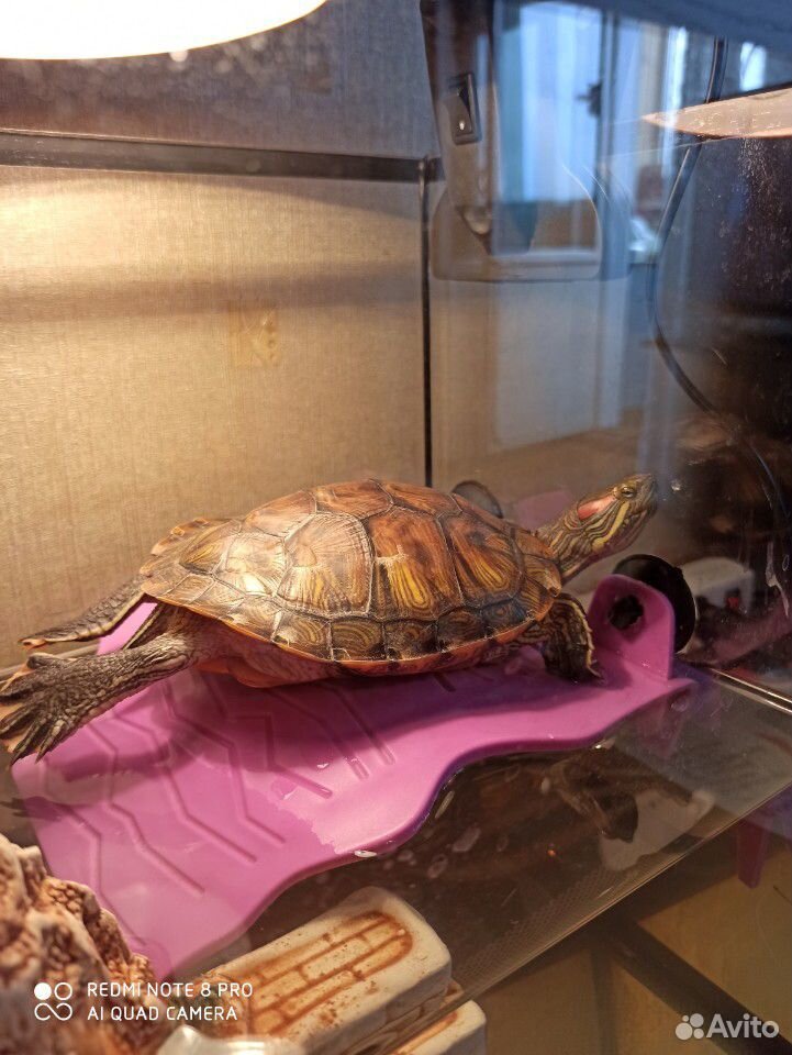 Красноухая черепаха с террариумом купить на Зозу.ру - фотография № 4