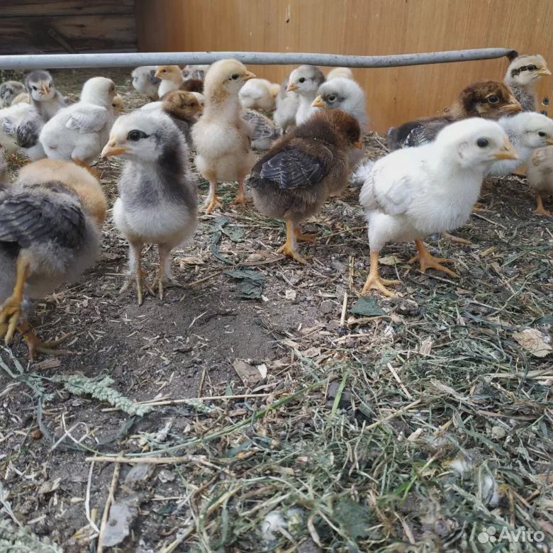 Цыплята суточные и подрощенные, от домашних куроче купить на Зозу.ру - фотография № 2