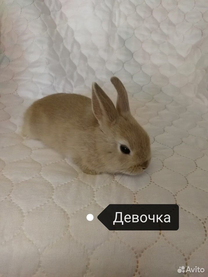 Кролик купить на Зозу.ру - фотография № 2