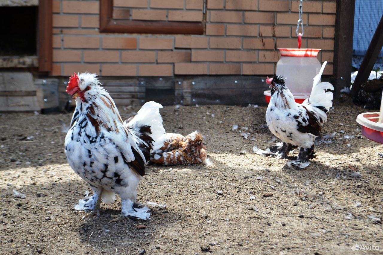 Цыплята Алтайская Бентамка купить на Зозу.ру - фотография № 4