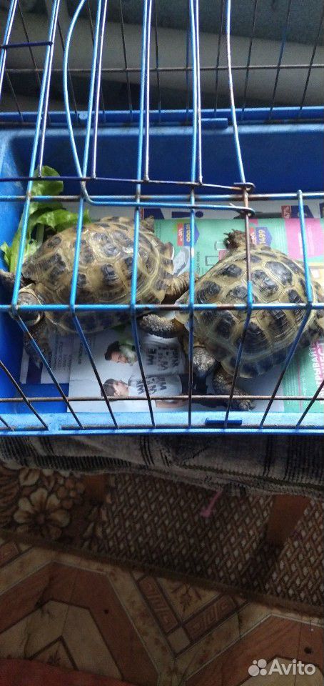 Сухопутные черепахи купить на Зозу.ру - фотография № 2