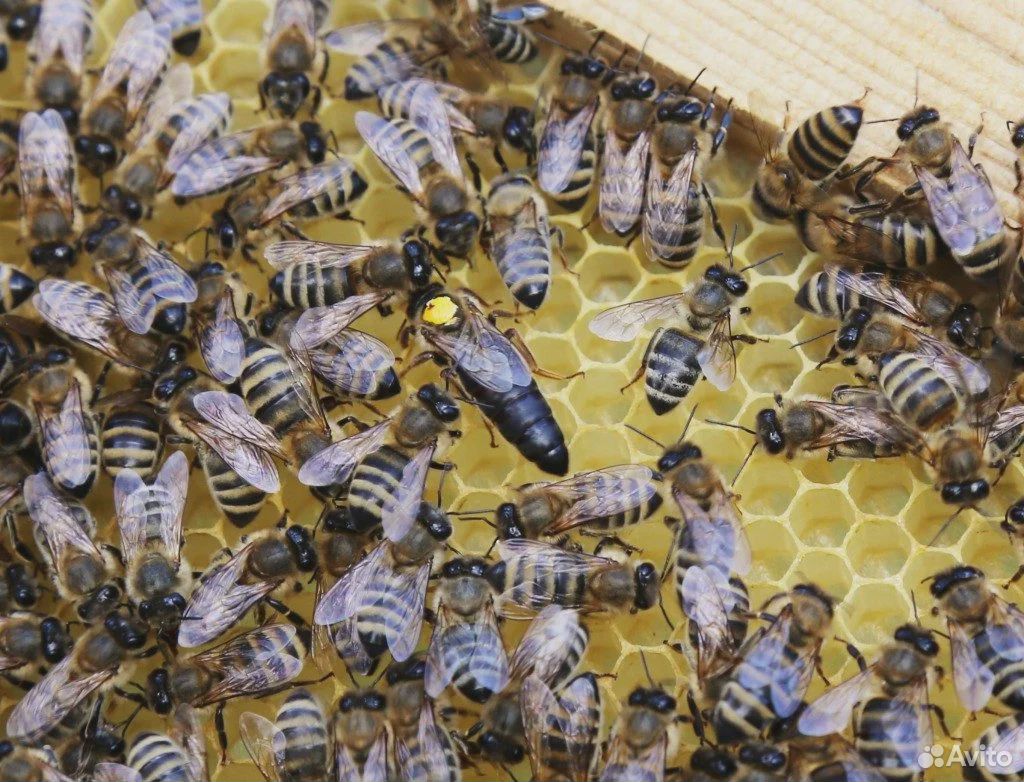 Пчелосемьи Карпатской породы купить на Зозу.ру - фотография № 1