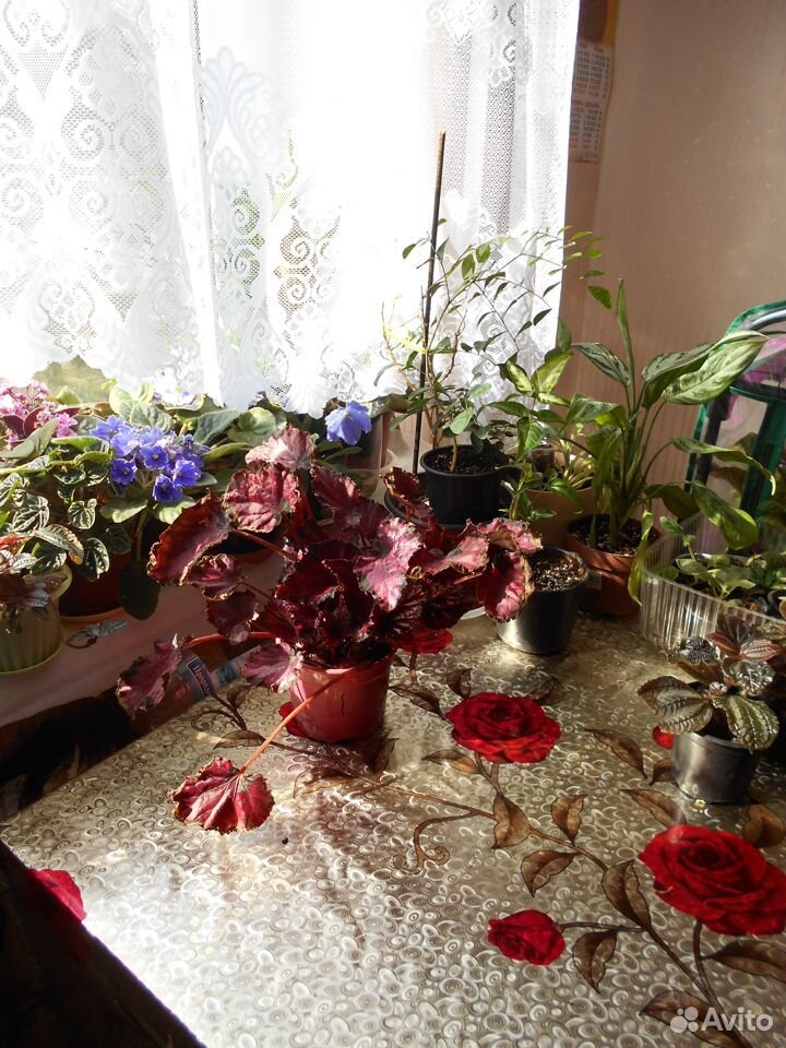 Цветы купить на Зозу.ру - фотография № 6