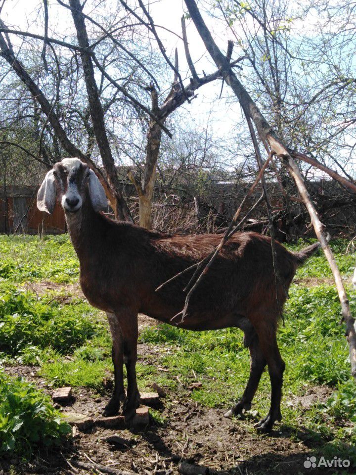 Ягнёнок на племя, козлята, дойные козы купить на Зозу.ру - фотография № 4