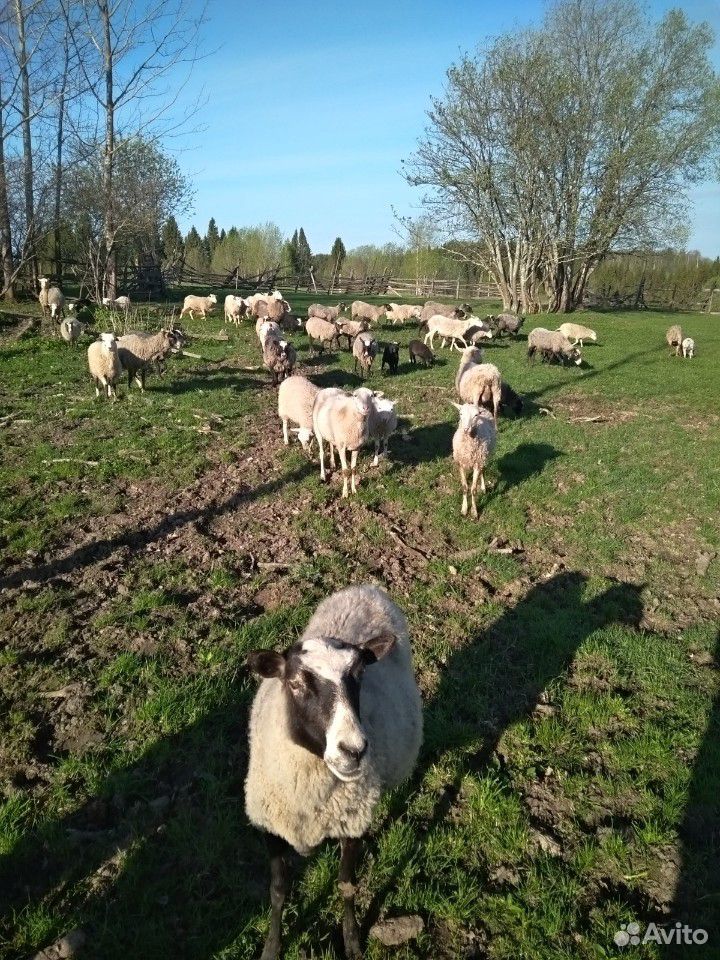 Овцы бараны ягнята купить на Зозу.ру - фотография № 9