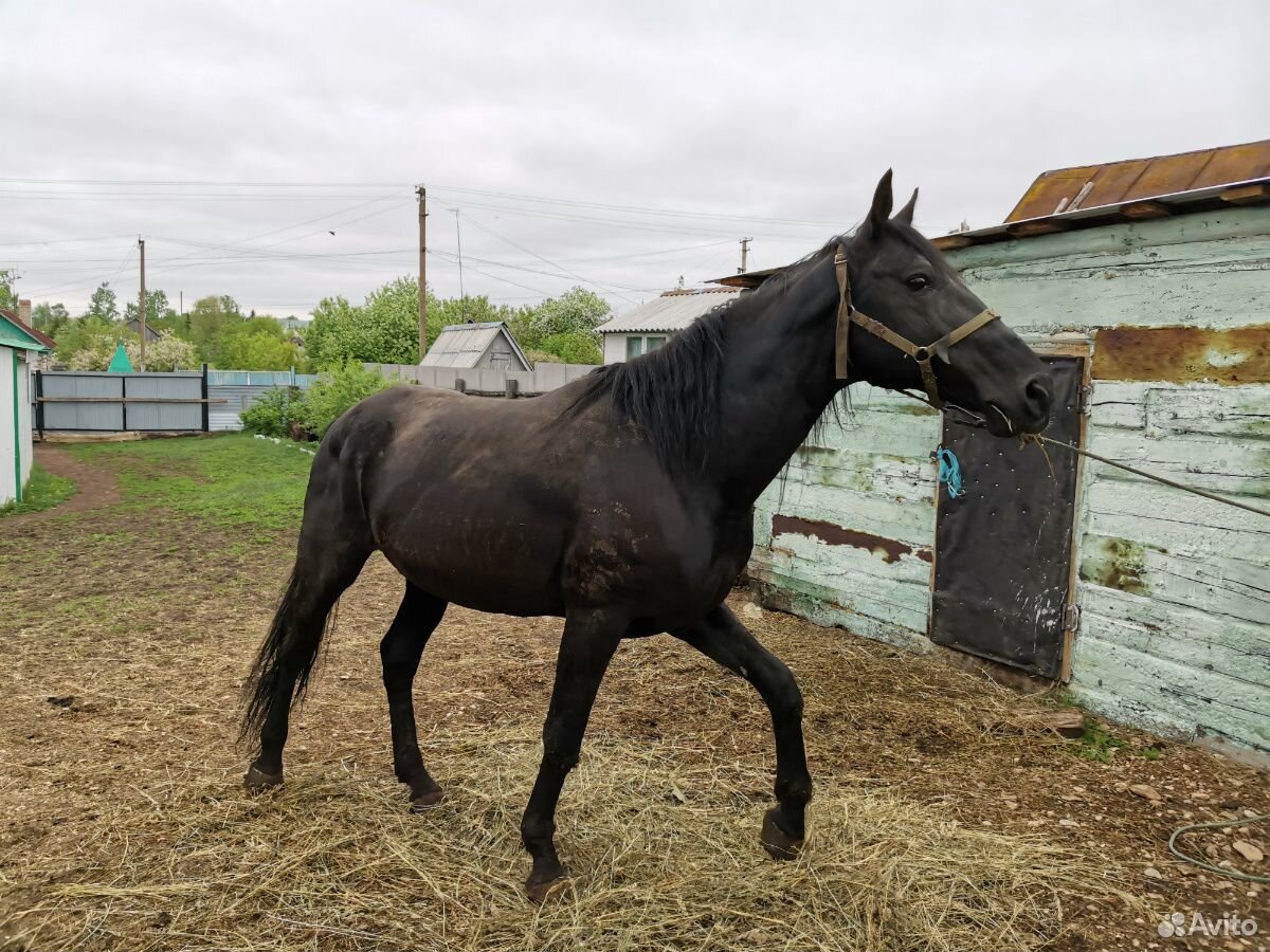 Продается лошадь(конь) купить на Зозу.ру - фотография № 1