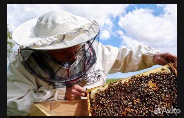 Пчёлы на рамках Дадан купить на Зозу.ру - фотография № 1