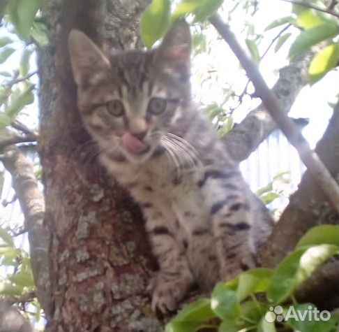 Котятки-тигрятки купить на Зозу.ру - фотография № 1