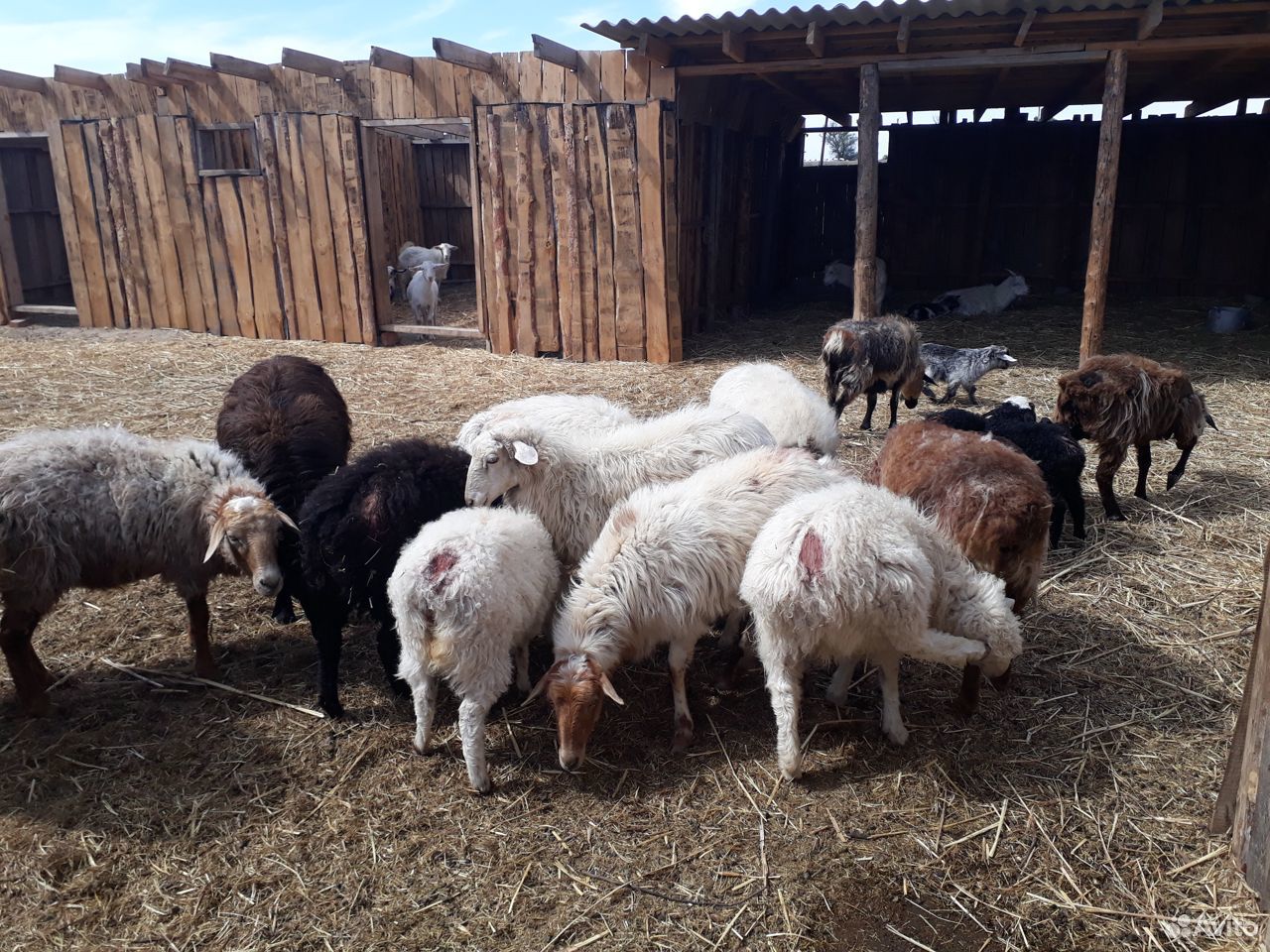 Продаю овец с ягнятами купить на Зозу.ру - фотография № 1