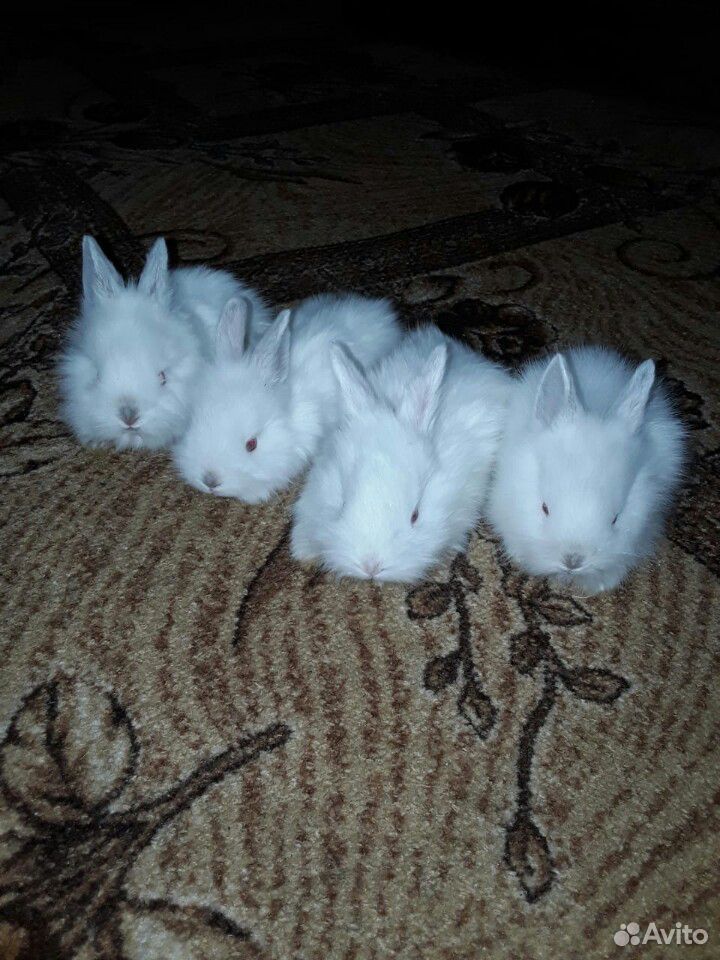 Декоративные кролики купить на Зозу.ру - фотография № 1