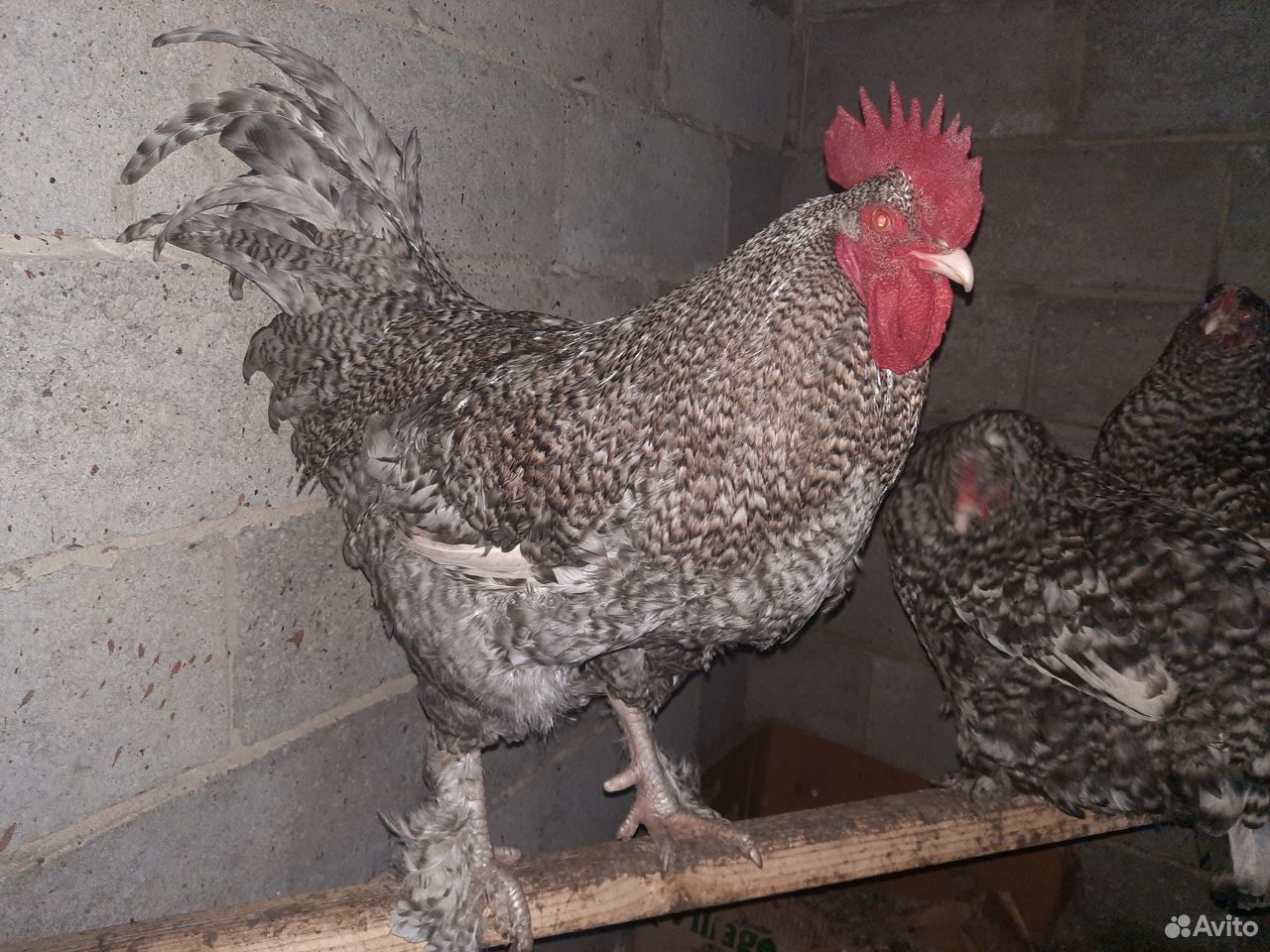 Продам цыплят Мехеленской кукушки купить на Зозу.ру - фотография № 4