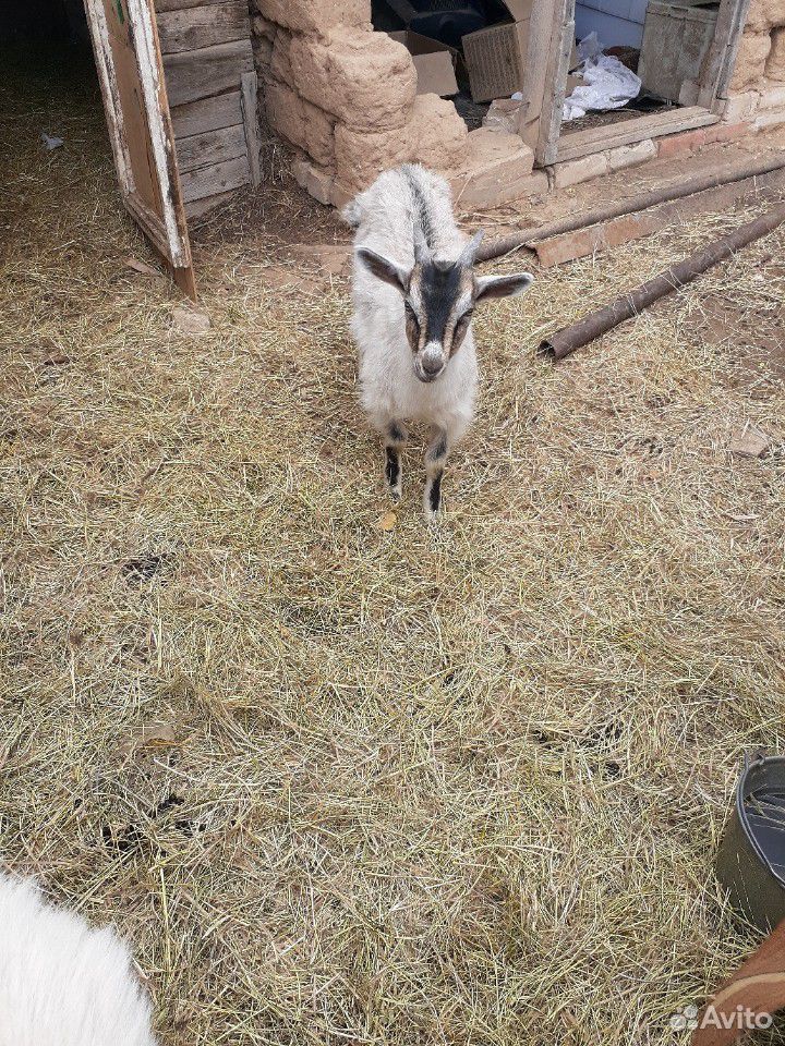 Козел 3-4 месяца,коза примерно 8-9 купить на Зозу.ру - фотография № 1