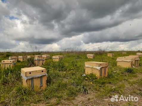 Доставка пчелопакетов, пчела карпатка купить на Зозу.ру - фотография № 5