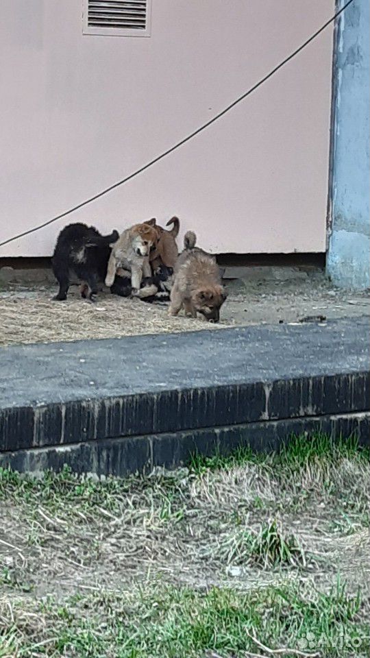 5 щенков купить на Зозу.ру - фотография № 7