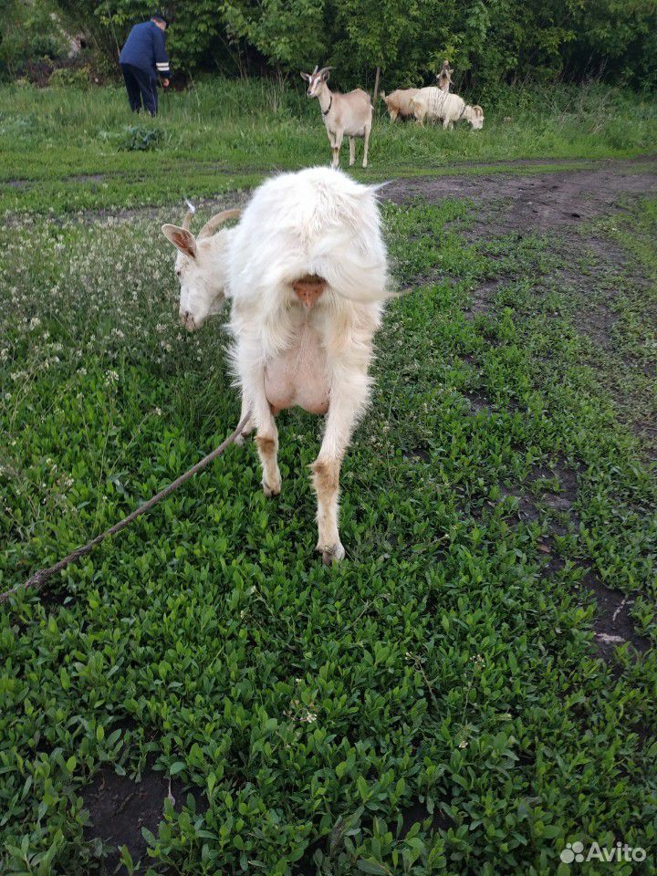 Продаются дойные козы купить на Зозу.ру - фотография № 2
