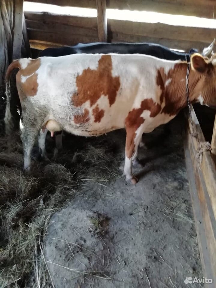 Корова бык купить на Зозу.ру - фотография № 3