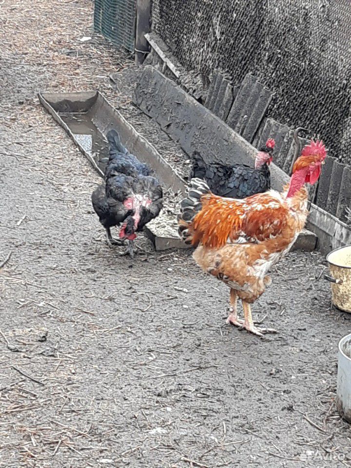 Француская голошейка цыплята купить на Зозу.ру - фотография № 1