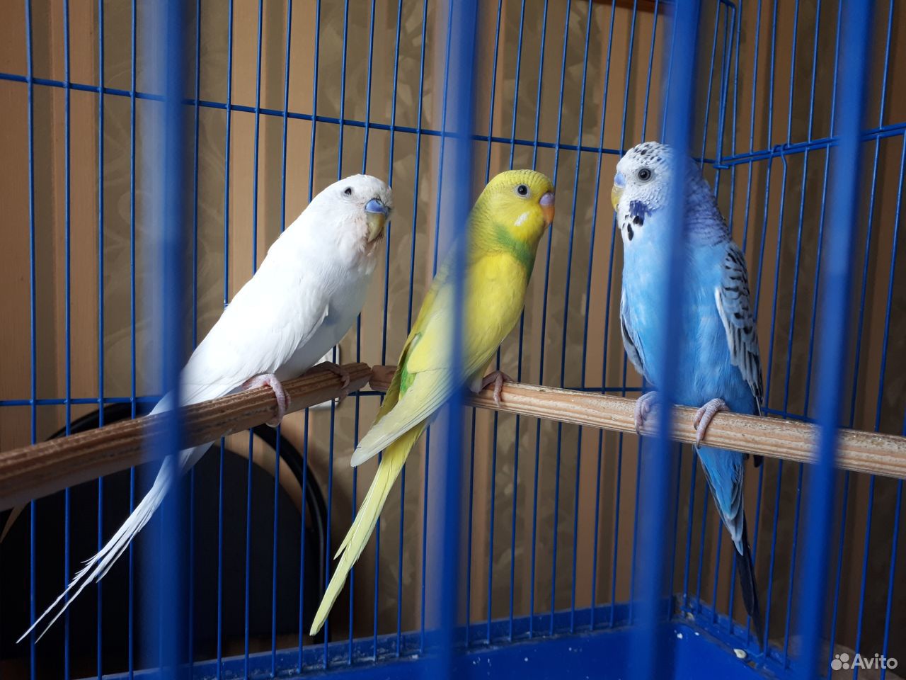 Продаются волнистые попугаи купить на Зозу.ру - фотография № 2