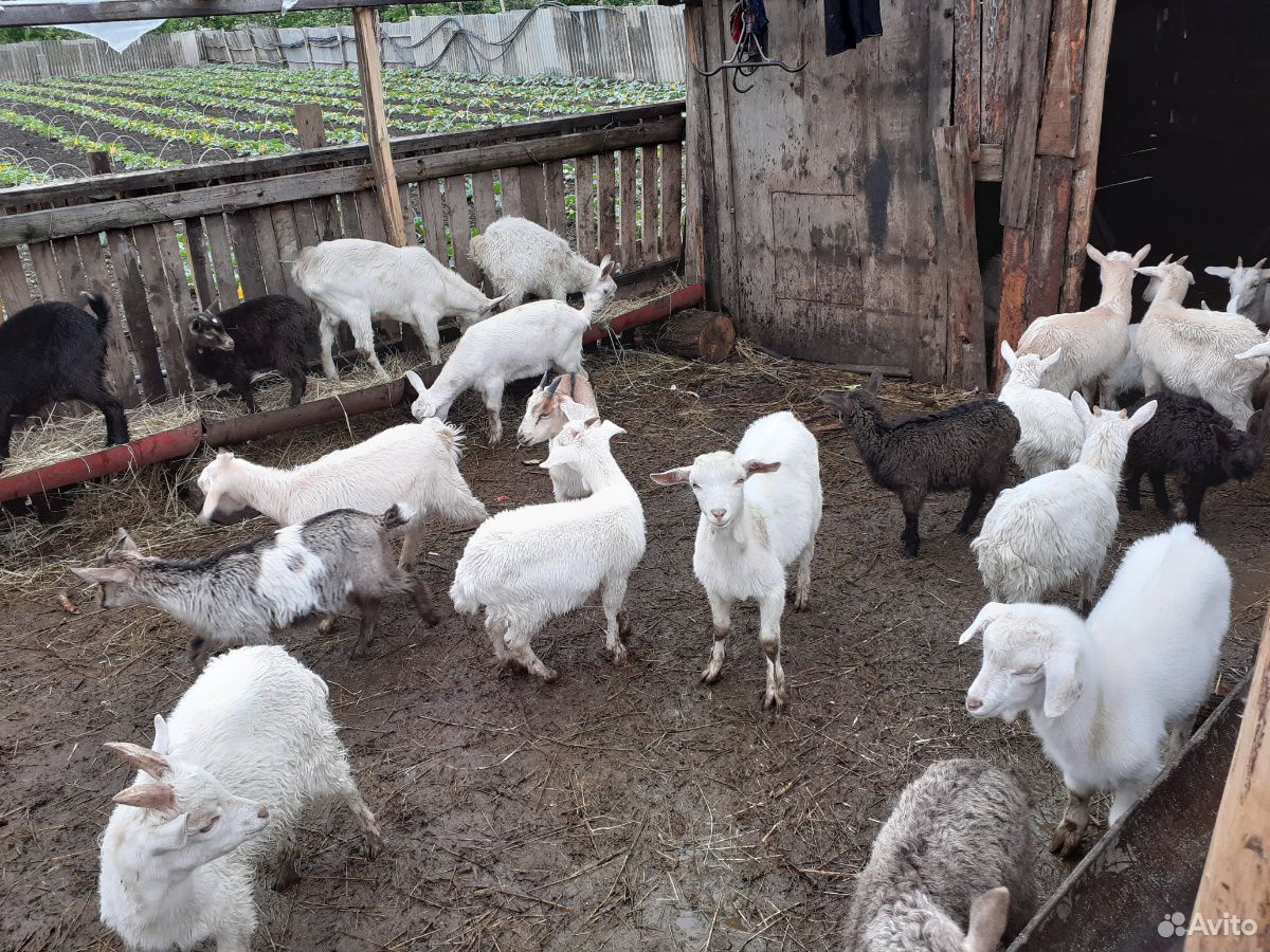Продаю коз от 2000-до 2500 купить на Зозу.ру - фотография № 1