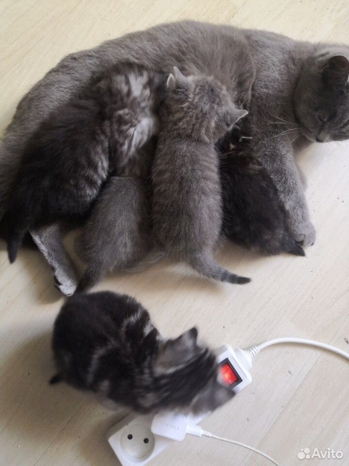 Котята породистые купить на Зозу.ру - фотография № 5