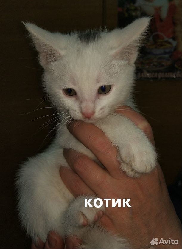 Котятки на выбор купить на Зозу.ру - фотография № 2