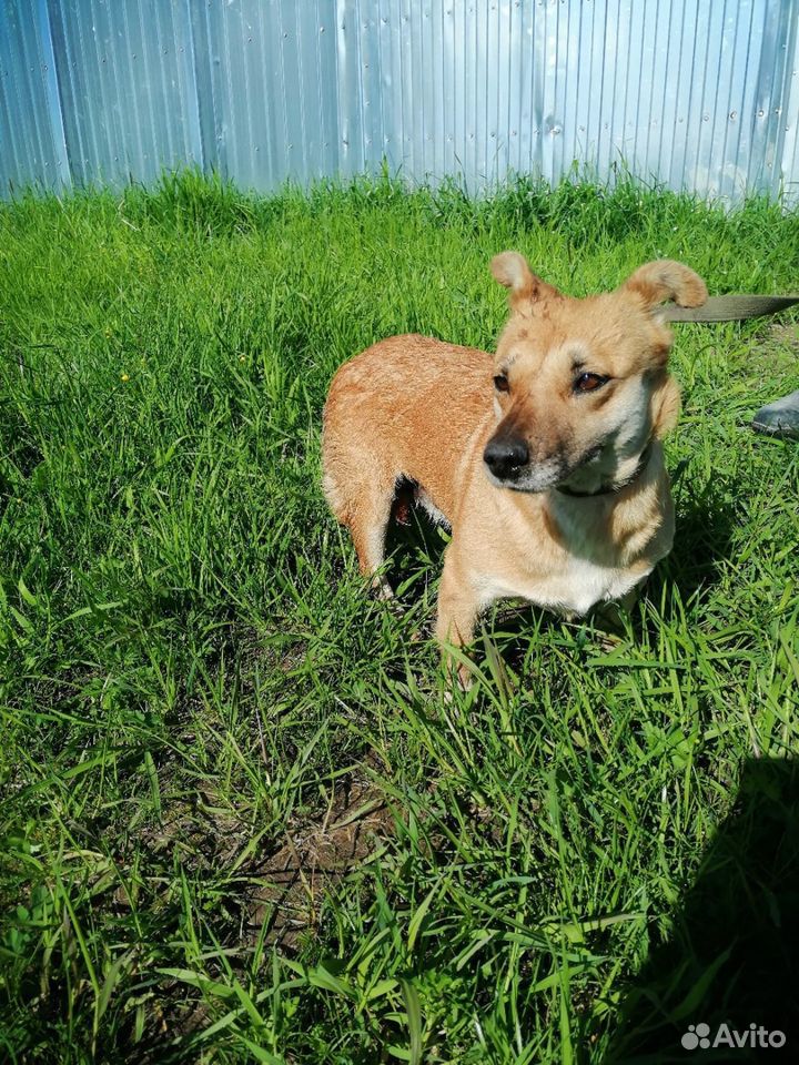 Приют для собак в йошкар-оле. Маленькая шустрая собачка. Маленькая шустрая собачка. Собака в йошкар оле. Собака в йошкар оле.