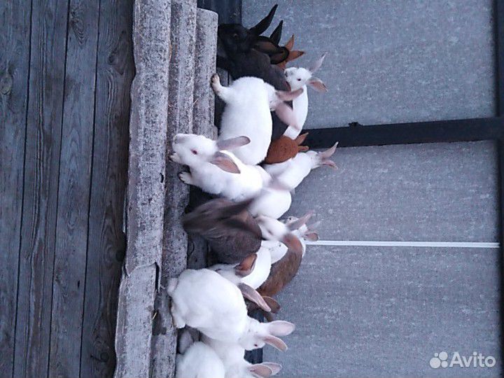 Кролики разные купить на Зозу.ру - фотография № 1