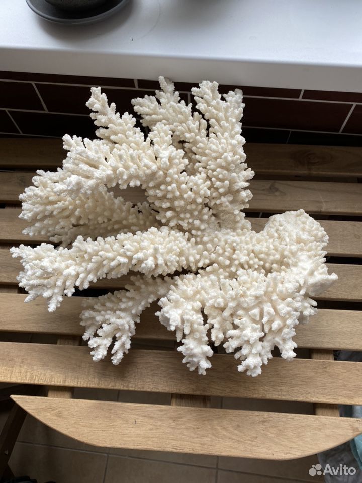 Шикарный натуральный коралл купить на Зозу.ру - фотография № 1
