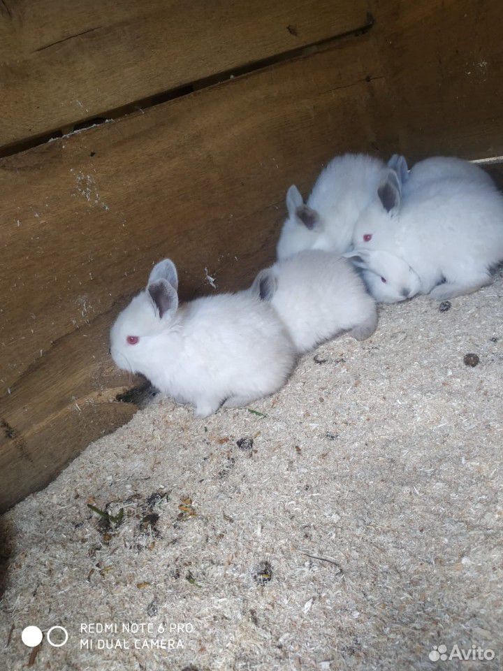 Кролики (калефорния) купить на Зозу.ру - фотография № 5