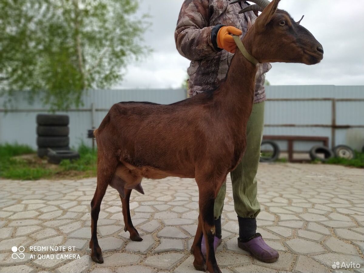 Продам нубийских коз купить на Зозу.ру - фотография № 5