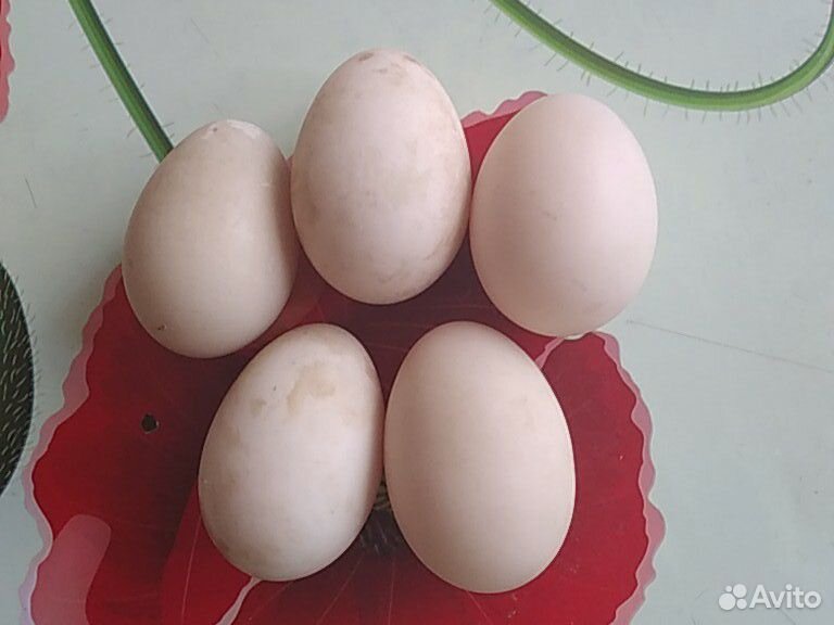 Яйца Белой Индоутки купить на Зозу.ру - фотография № 1