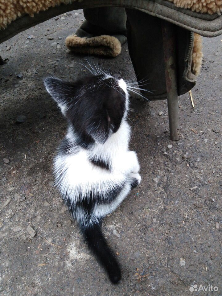 Кошка купить на Зозу.ру - фотография № 5