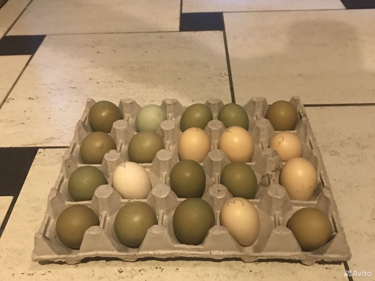 Яйцо фазана инкубационное купить на Зозу.ру - фотография № 5