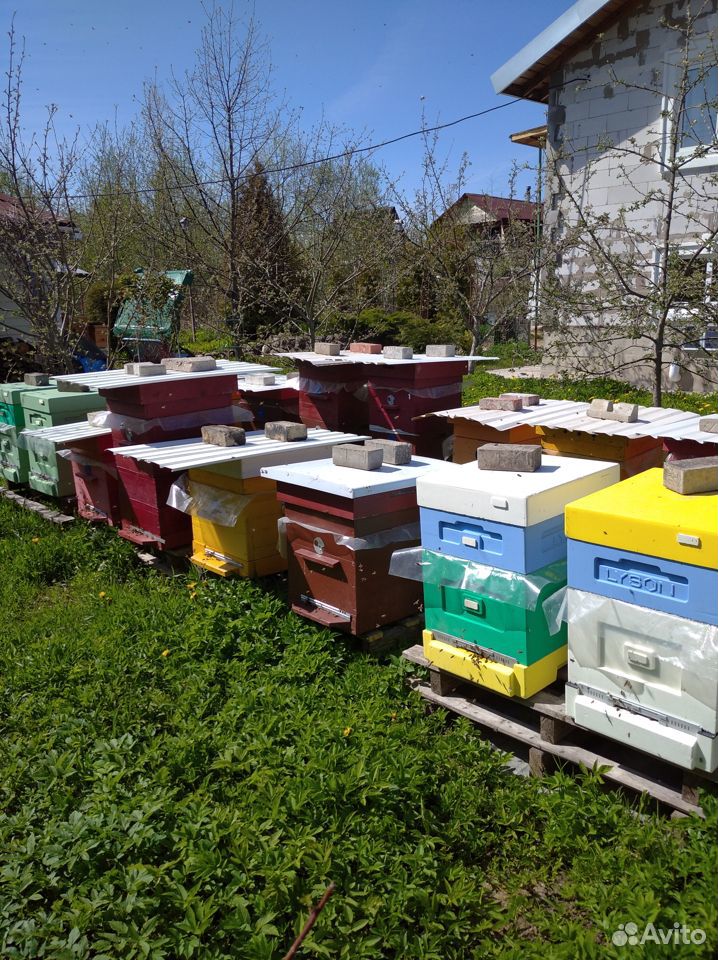 Пчелопакеты, пчелиные семьи купить на Зозу.ру - фотография № 1