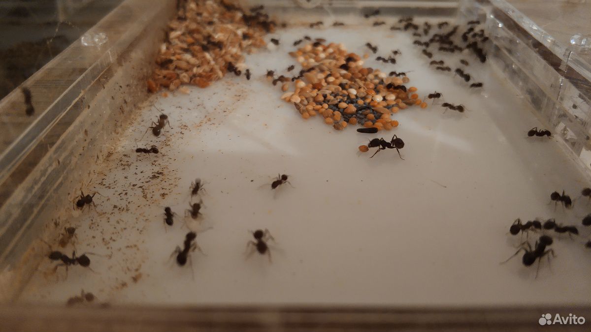 Формикарий (муравьиная ферма) купить на Зозу.ру - фотография № 3