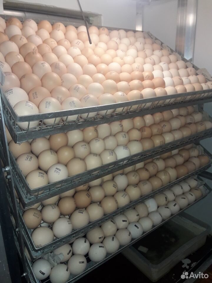 Инкубатор на 550 яиц купить на Зозу.ру - фотография № 4
