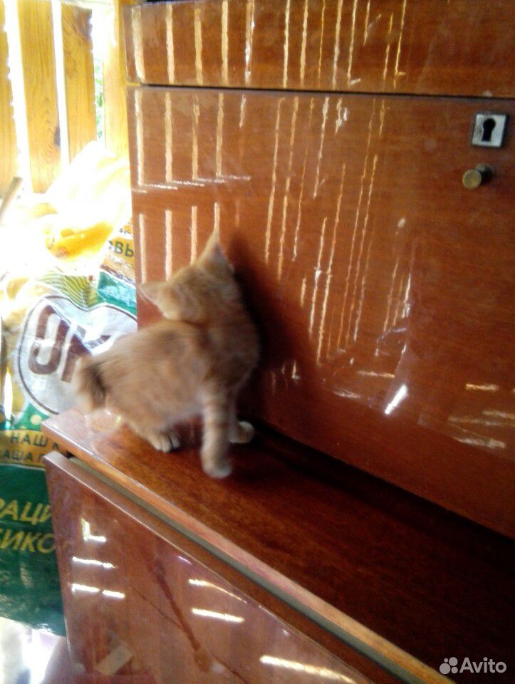 Котята 2 месяца купить на Зозу.ру - фотография № 1