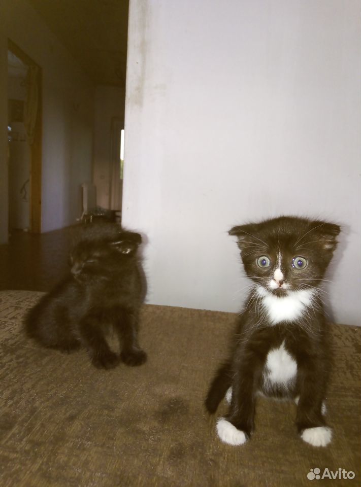 Котики: чёрный и чёрный с белыми лапками купить на Зозу.ру - фотография № 3