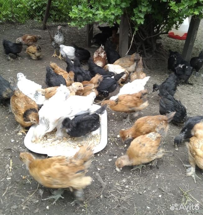 Цыплята кур несушек месячные купить на Зозу.ру - фотография № 2