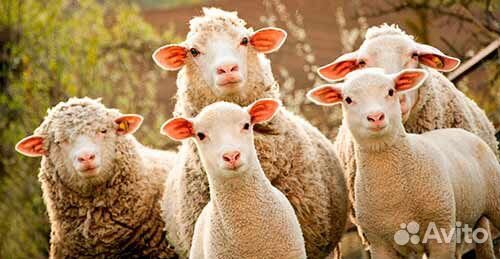 Ищу овец, ягнят, баранов купить на Зозу.ру - фотография № 1