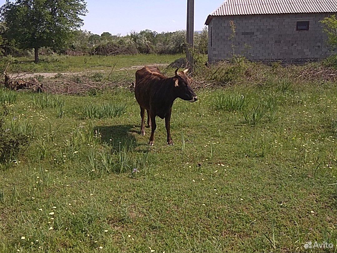 Корова и теленок купить на Зозу.ру - фотография № 10
