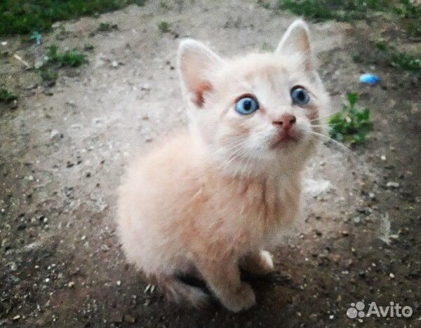 Котёнок ищет хозяина купить на Зозу.ру - фотография № 1