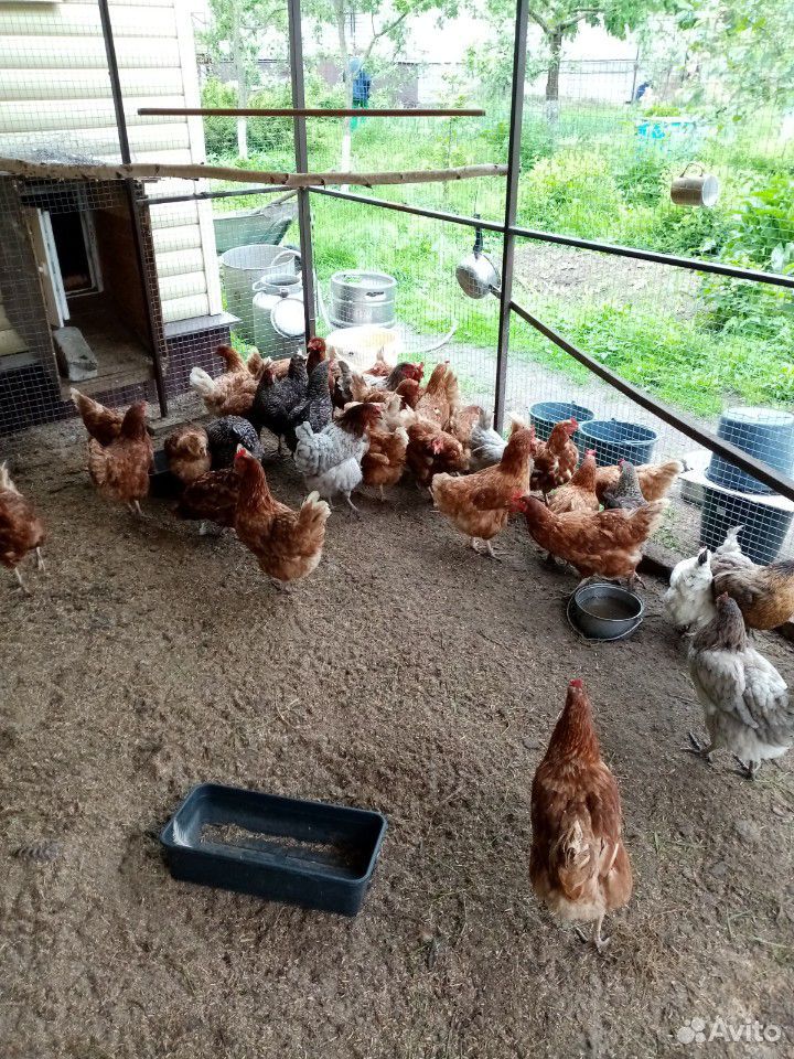 Курицы несушки купить на Зозу.ру - фотография № 2