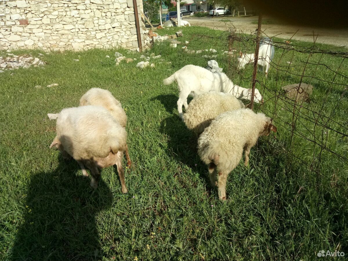 Овцематки с ягнятами и козы купить на Зозу.ру - фотография № 9