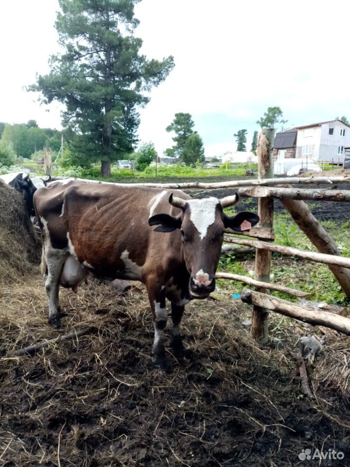 Продам корову на мясо купить на Зозу.ру - фотография № 3