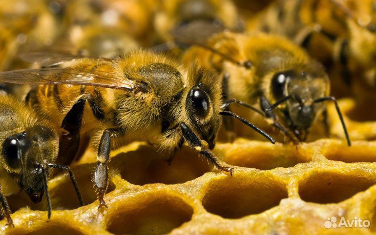 Пчелы многокорпусного содержания купить на Зозу.ру - фотография № 3